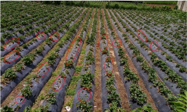 Enfermedad en el cultivo de fresa